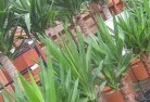 Wivenhoe Pocketplant-nursery-10.jpg; ?>