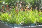 Wivenhoe Pocketplant-nursery-17.jpg; ?>