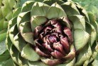Wivenhoe Pocketplant-nursery-1.jpg; ?>