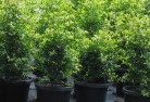 Wivenhoe Pocketplant-nursery-24.jpg; ?>