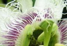 Wivenhoe Pocketplant-nursery-26.jpg; ?>