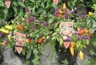 Wivenhoe Pocketplant-nursery-27.jpg; ?>