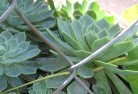 Wivenhoe Pocketplant-nursery-28.jpg; ?>